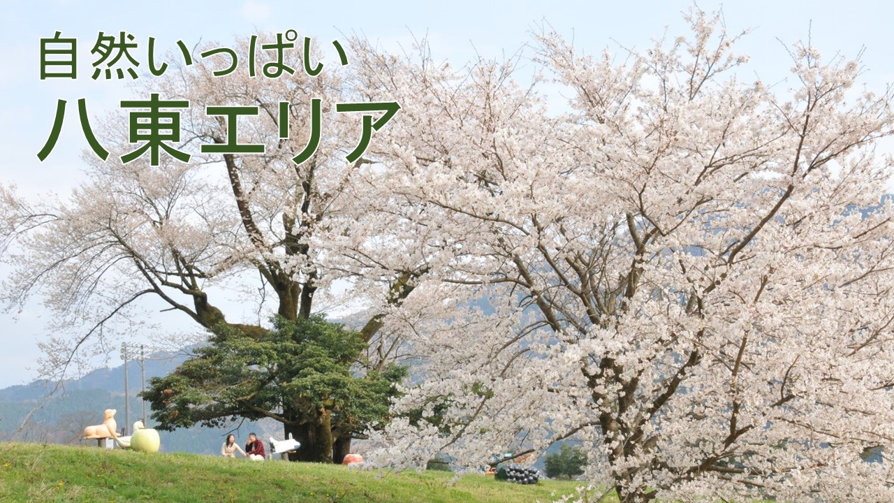 八頭町桜特集 やずナビ 豊かな自然とフルーツの里 鳥取県八頭町観光情報